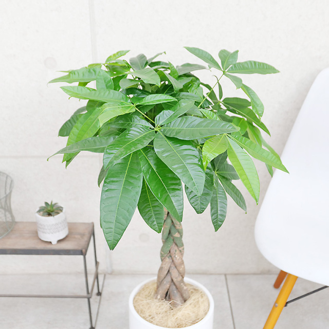 パキラ　葉の写真