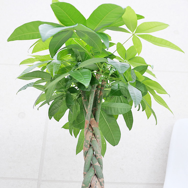 パキラ　葉の写真