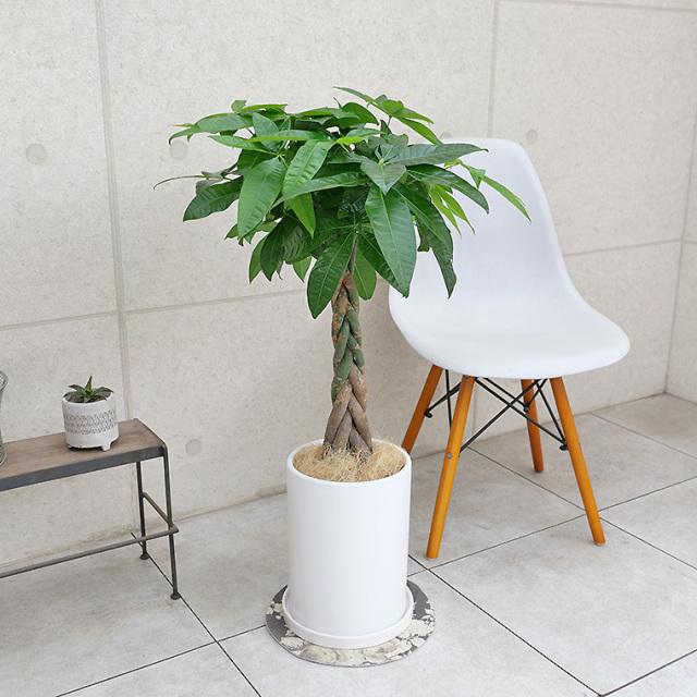 パキラ 陶器鉢植え・Lサイズ（マットシリーズ/ロングシリンダー