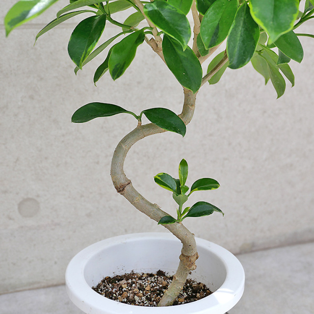 ファグラエア・ベルテロアナ バリエガータ 7号鉢 観葉植物と植木鉢の