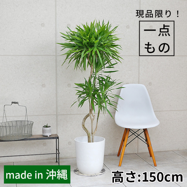 ［現品］12番　ブラッサイア　8号　観葉植物　室内　大型　鉢受け皿付き　おしゃれ 現品］22番 ブラッサイア 8号 観葉植物 室内 大型 鉢受け皿付き