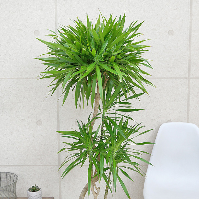 ドラセナ ナビー ファイバー鉢 お皿付き ドラセナ ナビー ファイバー鉢 お皿付き ドラセナ 鉢」の人気