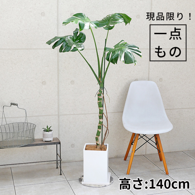 モンステラ 幹上がり-013 陶器鉢植え・Lサイズ（マットシリーズ 