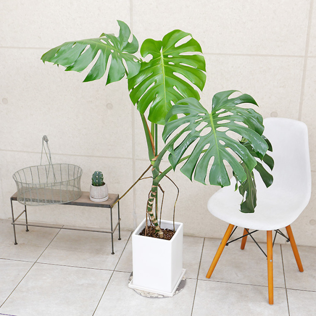 特大モンステラ 根上がり 幹上がり 一点モノ 着払い 引き取り希望 つっ  