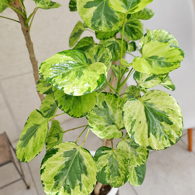 ポリシャス・フリスビー“キラメキ”-007　8号鉢