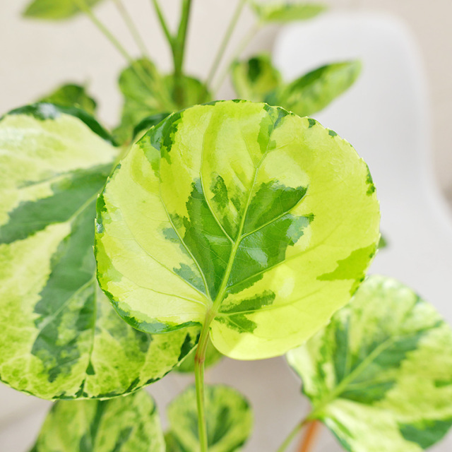 ポリシャス・フリスビー“キラメキ”-007　8号鉢