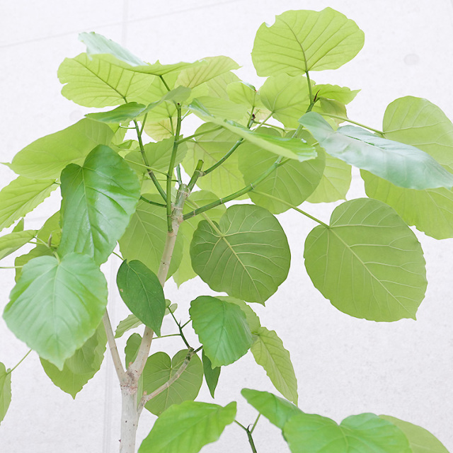 フィカス・ウンベラータ-132　陶器鉢植え・Ｌサイズ（マットシリーズ/ロングシリンダー）