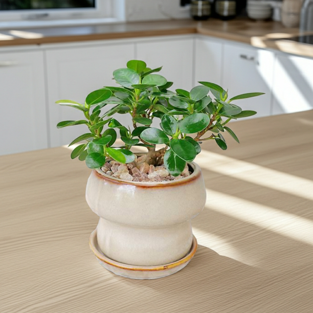 パンダガジュマル 陶器鉢植え・Sサイズ（マッシュ） 観葉植物と植木鉢