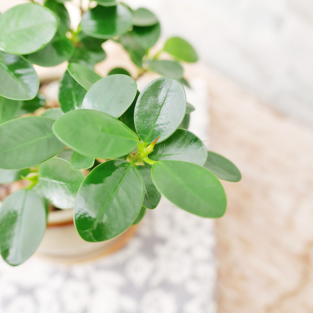 パンダガジュマル 陶器鉢植え・Sサイズ（マッシュ） 観葉植物と植木鉢