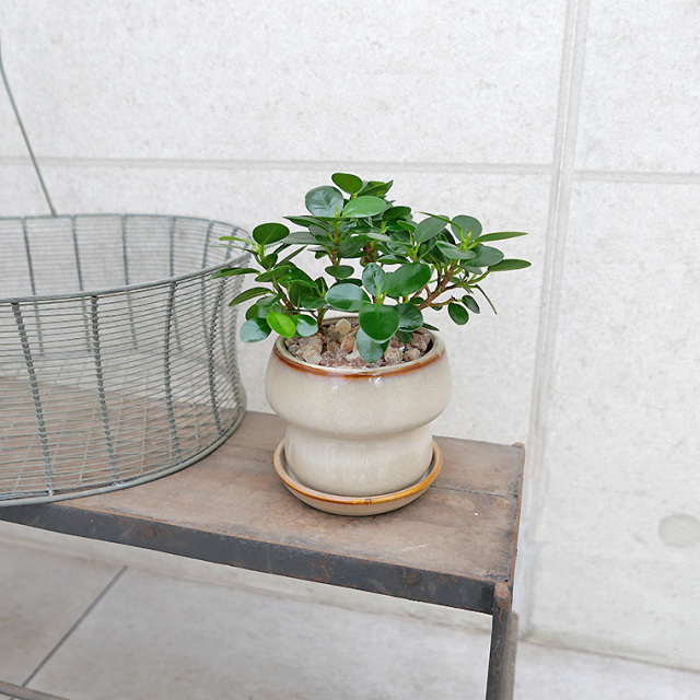 パンダガジュマル　陶器鉢植え・Sサイズ（マッシュ）