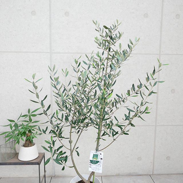 オリーブ・ルッカ-011　8号鉢