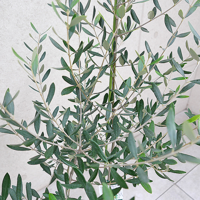 オリーブ・ルッカ-011　8号鉢