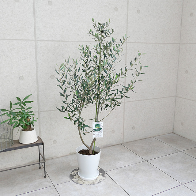 オリーブ・ルッカ-011　8号鉢