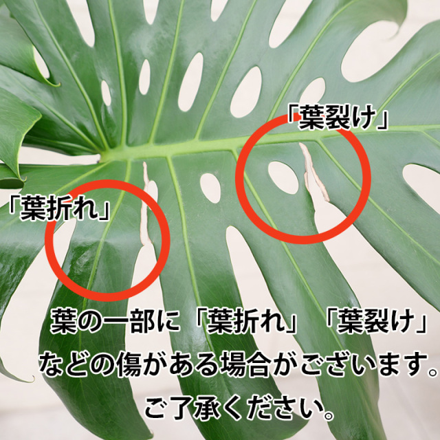 モンステラ　葉傷の写真