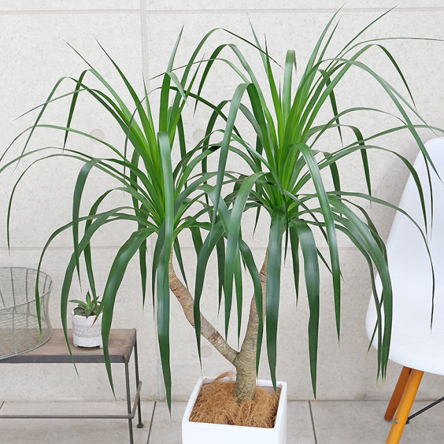 ドラセナ・カンボジアーナ-004　陶器鉢植え・Ｌサイズ（マットシリーズ/プリズム）