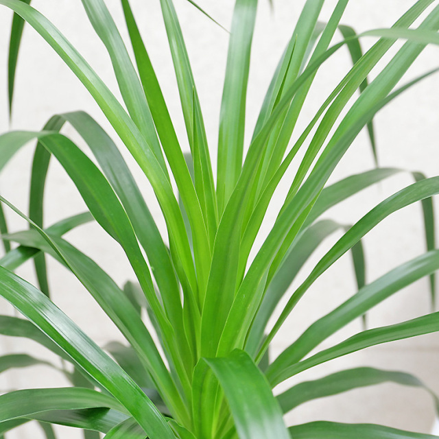 ドラセナ・カンボジアーナ-004　陶器鉢植え・Ｌサイズ（マットシリーズ/プリズム）