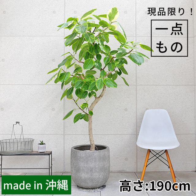 現品］53番 フィカス ウンベラータ 7号 観葉植物 室内 ゴムの木