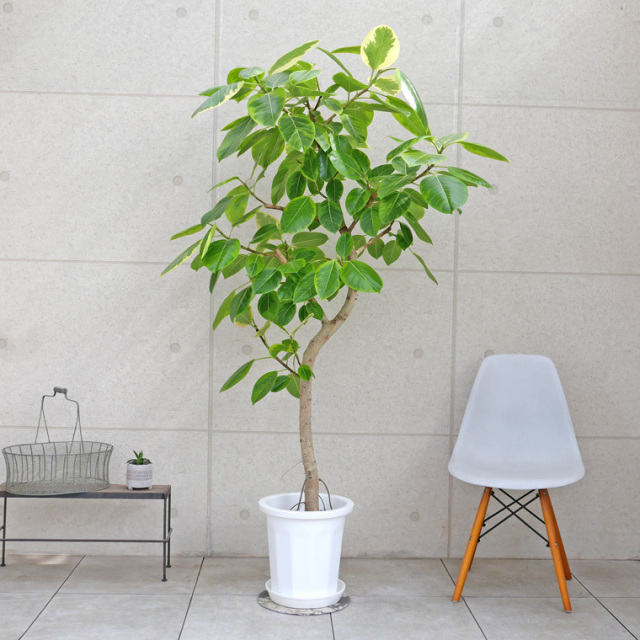 フィカス・アルテシーマ-048 10号鉢 観葉植物と植木鉢の専門店cocolate