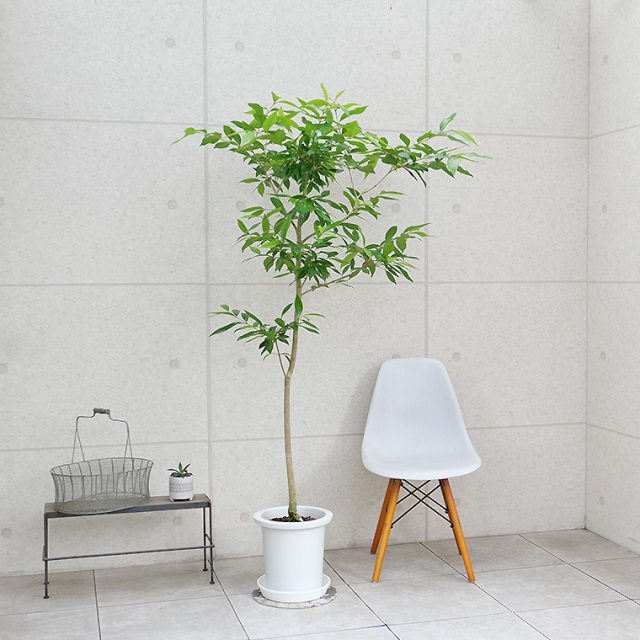 アマゾン　オリーブ　10号　250821 アマゾンオリーブ-017 10号鉢 観葉植物と植木鉢の専門店cocolate