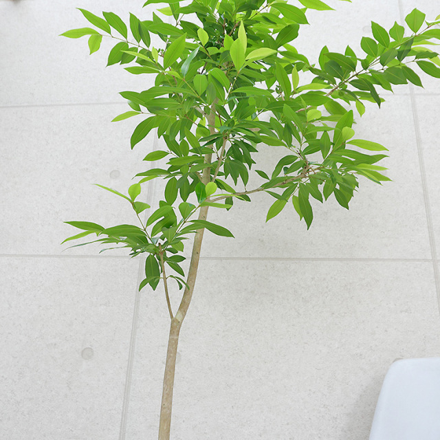 アマゾン　オリーブ　10号　250821 観葉植物 アマゾンオリーブ (ムラサキフトモモ) 10号 ジュピター