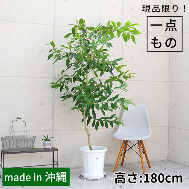 観葉植物 オリーブ 180cm 10号 観葉植物 オリーブ 10号 レッチーノ ウッドプランター 付き | 観葉植物