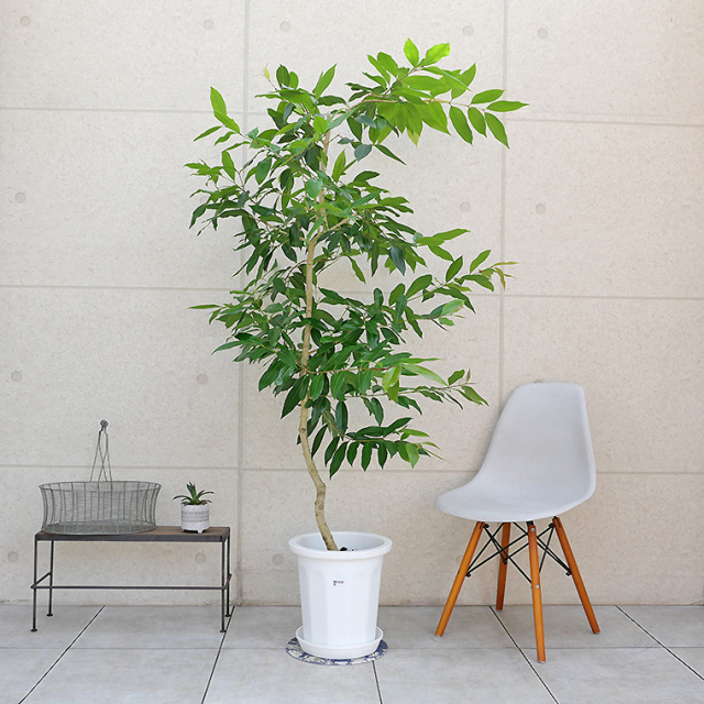 アマゾンオリーブ-023 10号鉢 観葉植物と植木鉢の専門店cocolate