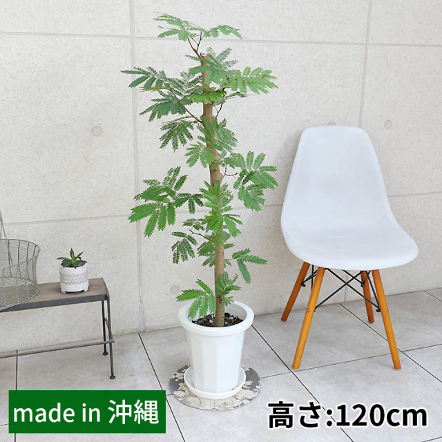 引き取り限定 2メートル エバーフレッシュ 実生樹木 10号 鉢カバー付 軋む 