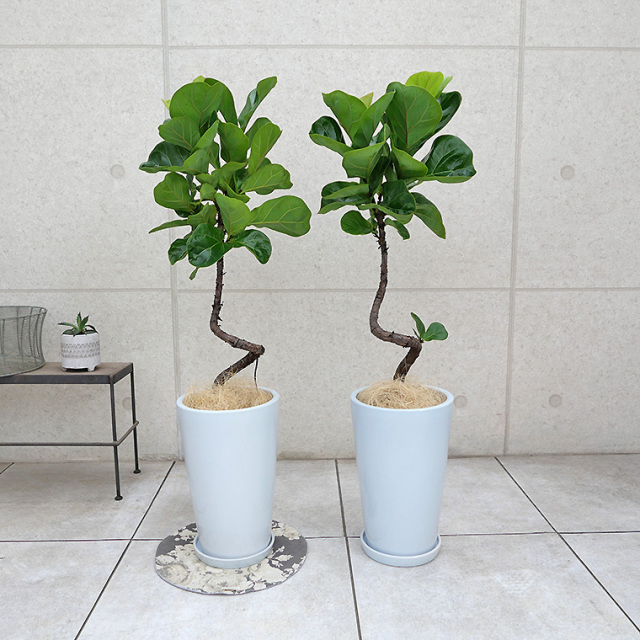 カシワバゴム・バンビーノ　個体差の写真