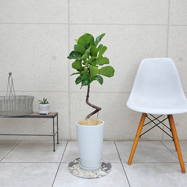 カシワバゴム・バンビーノ　陶器鉢植え・Mサイズ（ラウンド）