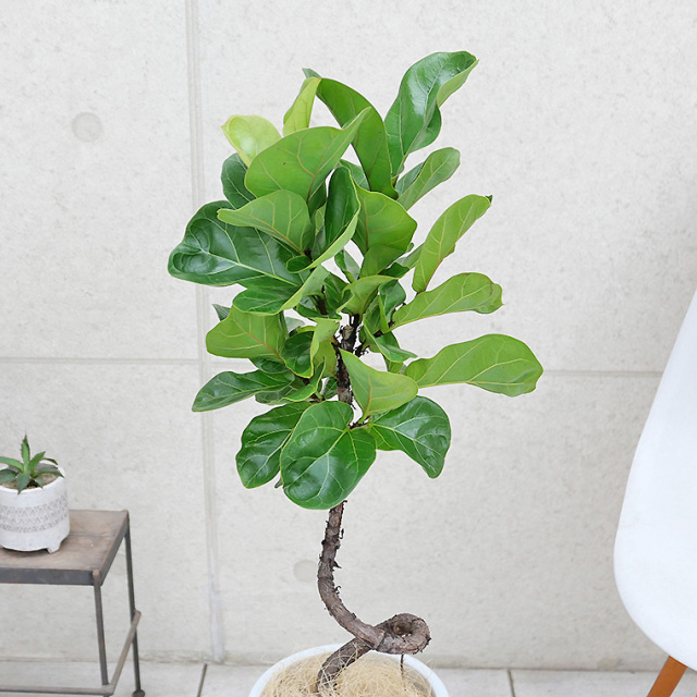 カシワバゴム・バンビーノ　葉の写真