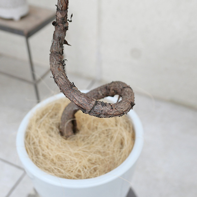 カシワバゴム・バンビーノ　曲がりの写真