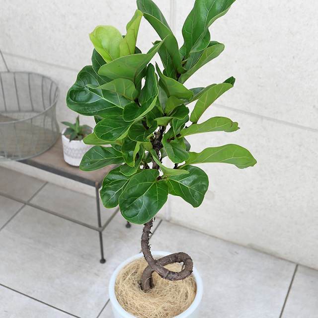 カシワバゴム・バンビーノ 陶器鉢植え・Mサイズ（ラウンド） 観葉植物