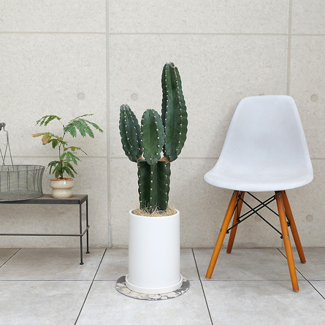 ハシラサボテン・ブランチ-006　陶器鉢植え・Ｌサイズ（マットシリーズ/ロングシリンダー）