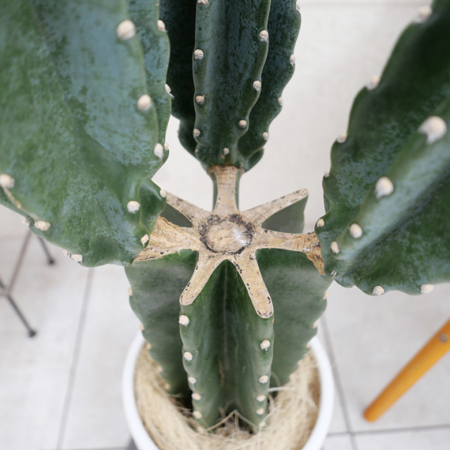 ハシラサボテン・ブランチ-006　陶器鉢植え・Ｌサイズ（マットシリーズ/ロングシリンダー）