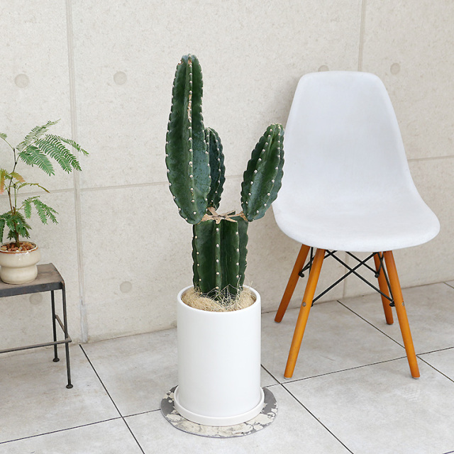 ハシラサボテン・ブランチ-006　陶器鉢植え・Ｌサイズ（マットシリーズ/ロングシリンダー）