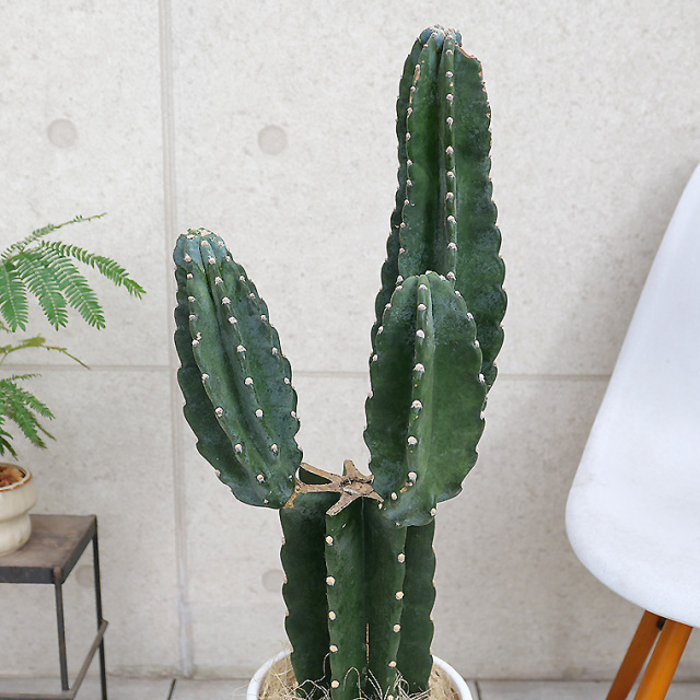 ハシラサボテン・ブランチ-006　陶器鉢植え・Ｌサイズ（マットシリーズ/ロングシリンダー）