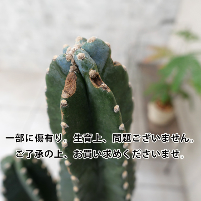 ハシラサボテン・ブランチ-006　陶器鉢植え・Ｌサイズ（マットシリーズ/ロングシリンダー）