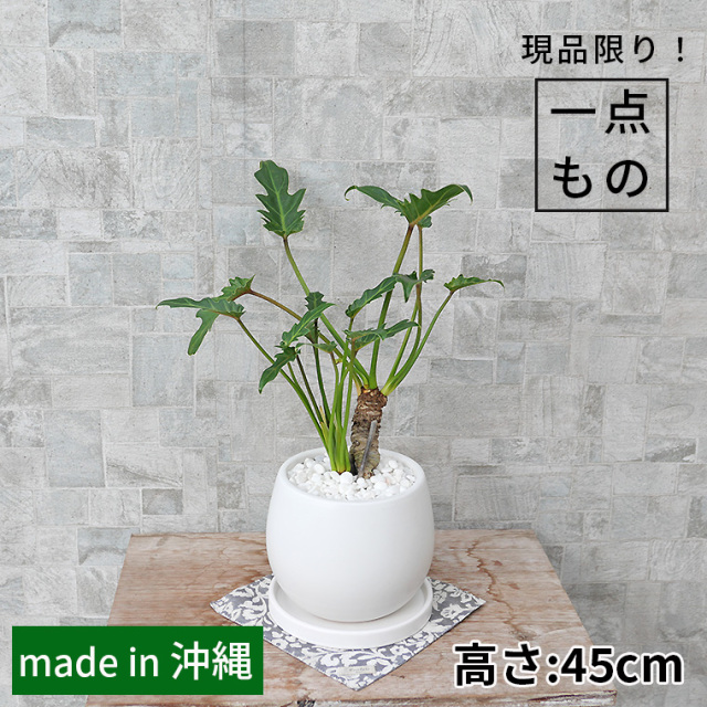樹形にこだわった一品もの 観葉植物と植木鉢の専門店cocolate