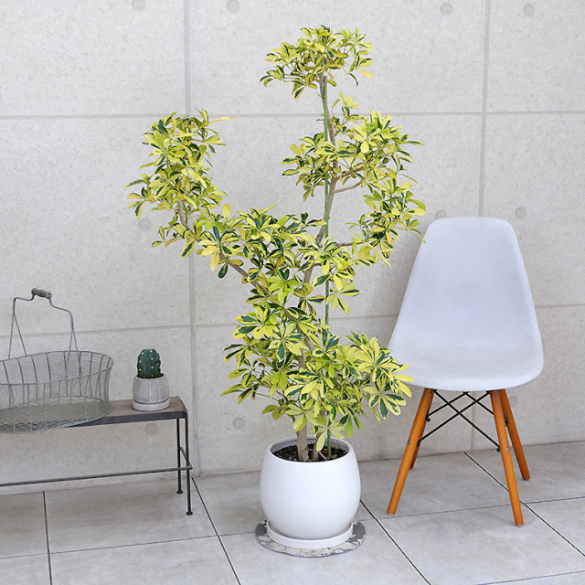 斑入り　シェフレラ　ハッピーイエロー　S字仕立て　陶器鉢　植え込み発送 斑入り シェフレラ ハッピーイエロー S字仕立て 陶器鉢 植え込み