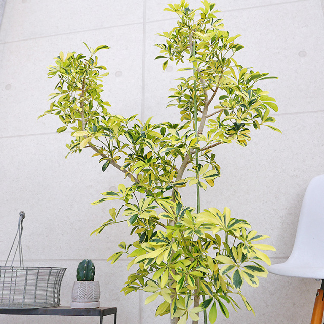 シェフレラ・ハッピーイエロー-006 陶器鉢植え・Lサイズ（マット