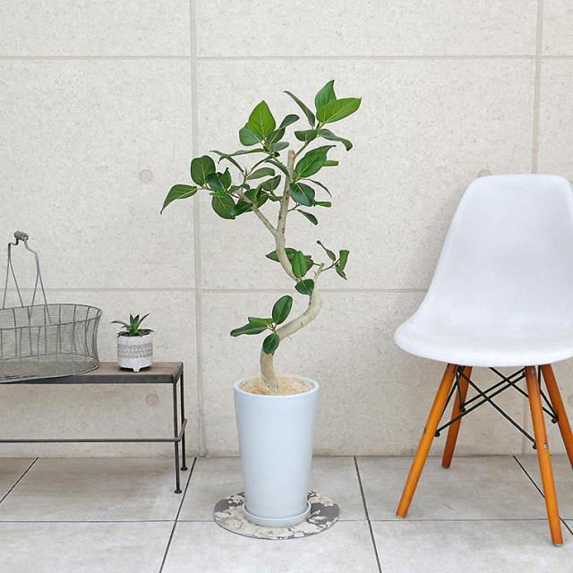 フィカス・ベンガレンシス　陶器鉢植え・Mサイズ（ラウンド）