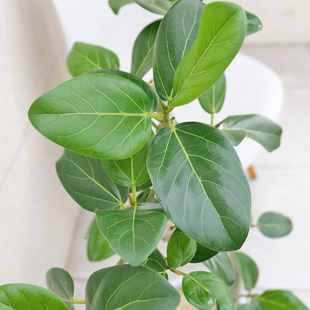 フィカス・ベンガレンシス　葉の写真