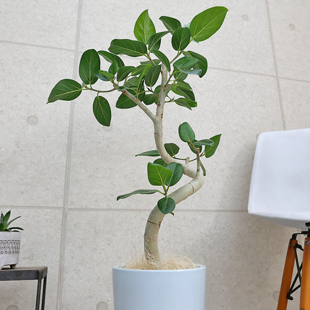 フィカス・ベンガレンシス　樹形の写真