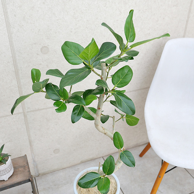 フィカス・ベンガレンシス セメント鉢付き 約1.6メートル 観葉植物 フィカス ベンガレンシス 6号 曲り プラスチック鉢