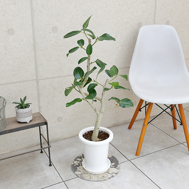 フィカス・ベンガレンシス 7号鉢 観葉植物と植木鉢の専門店cocolate