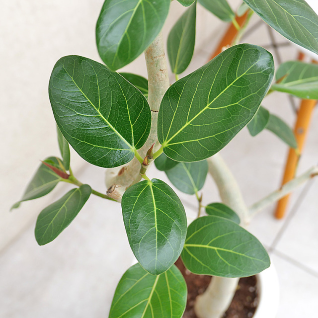 フィカス・ベンガレンシス　葉の写真