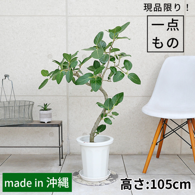 大型 フィカス ベンガレンシス 朴仕立て グラスファイバー陶器鉢 