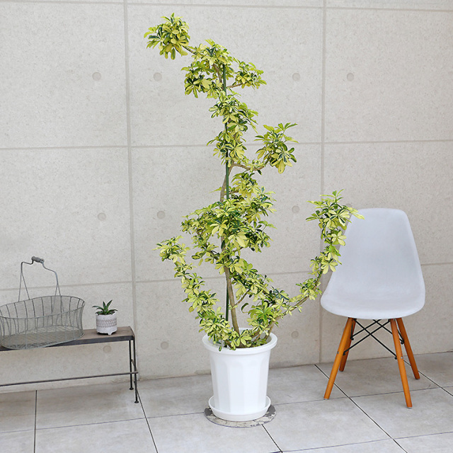 シェフレラ・ハッピーイエロー-007 10号鉢 観葉植物と植木鉢の専門店