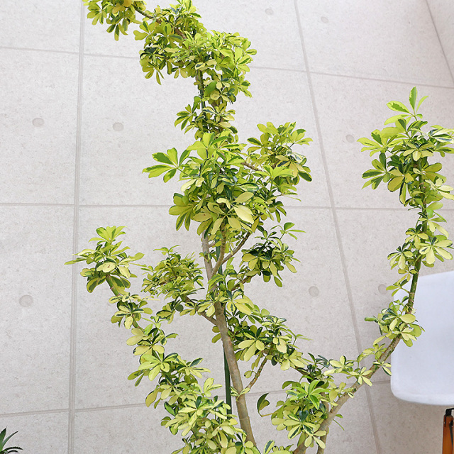 シェフレラ・ハッピーイエロー-007 10号鉢 観葉植物と植木鉢の専門店