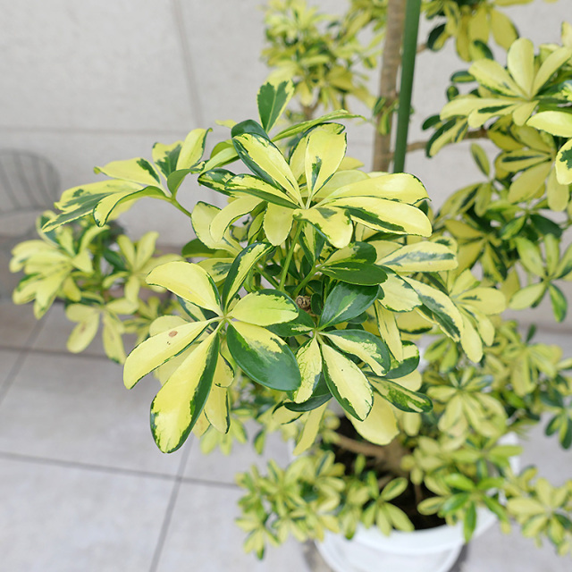 シェフレラ・ハッピーイエロー-007 10号鉢 観葉植物と植木鉢の専門店